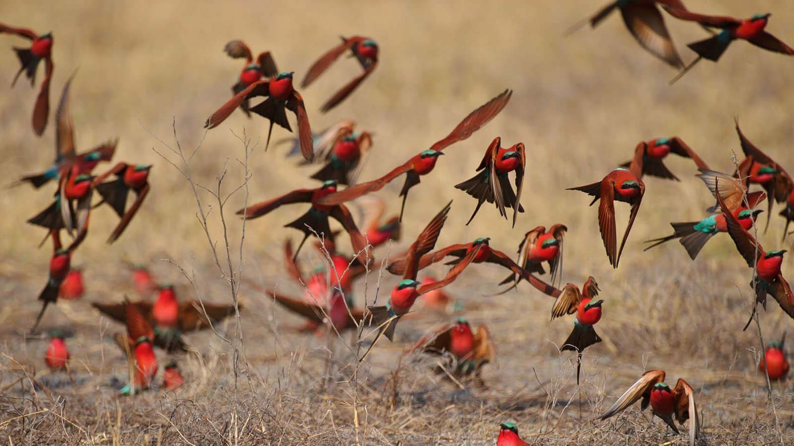 Birding Safaris in Botswana