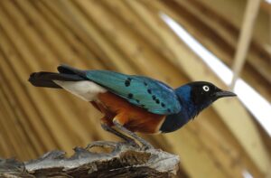 Birding Safaris in Kenya