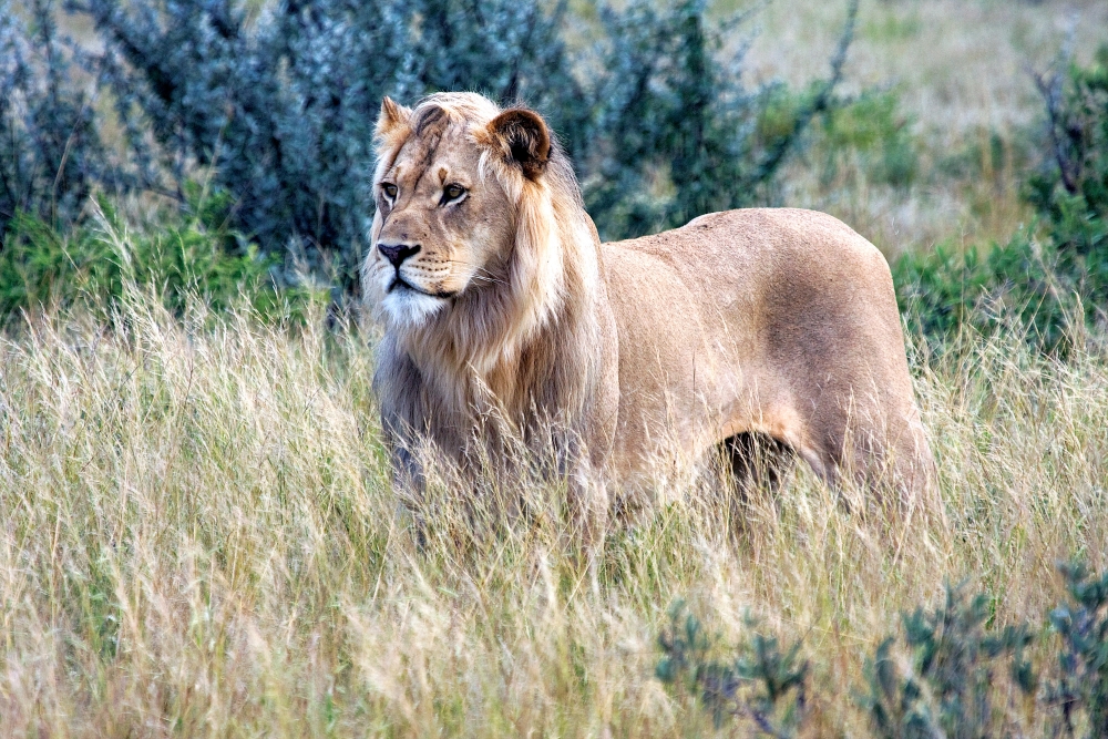 Central Kalahari Game Reserve