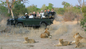 Is an African Safari Safe & How to keep safe on An African safari