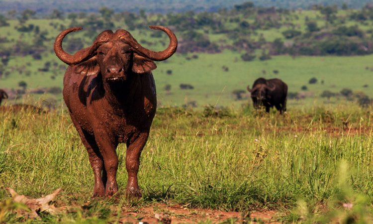 Kidepo Valley National Park