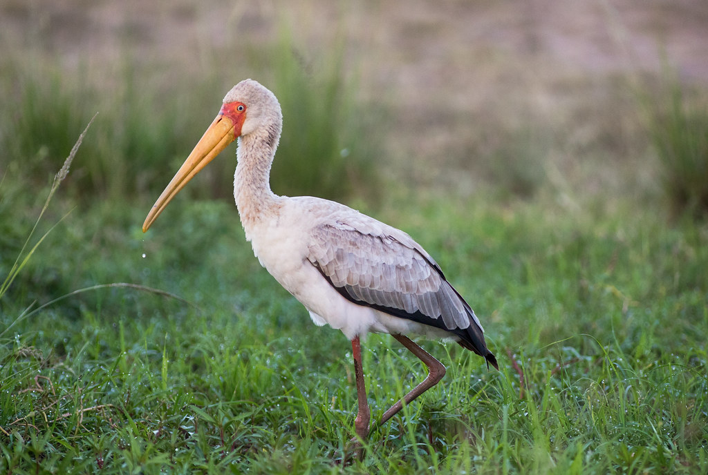 Masai Mara national reserve birds