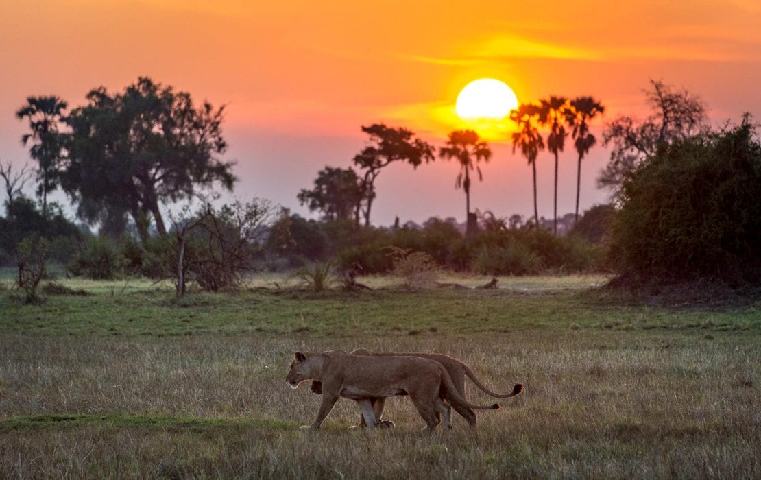 Moremi Game Reserve