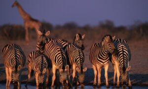 Namibia Safaris Tours