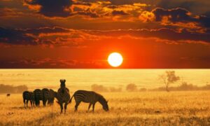 Rwanda Safaris Tours