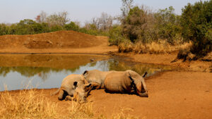 Swaziland Safaris