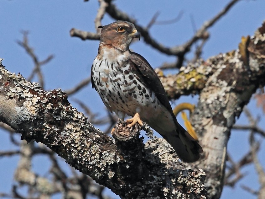 African Cuckoo-hawk- Uganda birding safaris 