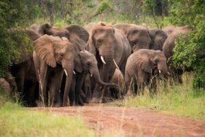 Wildlife viewing in Rwanda