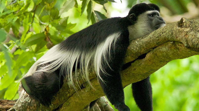 Arusha National Park