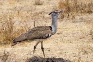 Birds in Tanzania