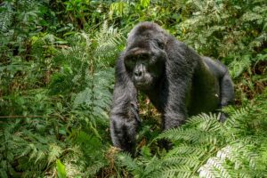 Gorilla habituation Bwindi Impenetrable National Park