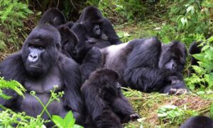 Habituated Mountain Gorilla Groups Rwanda