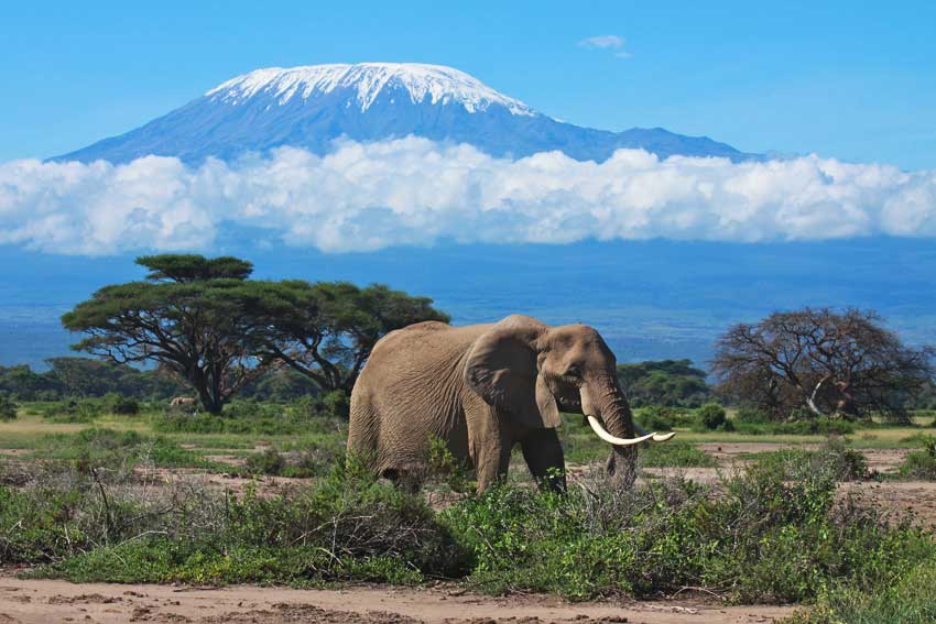 Kilimanjaro national park