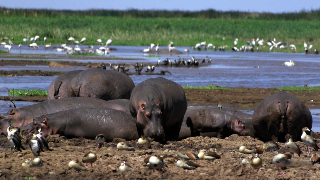 Lake Manyara national park