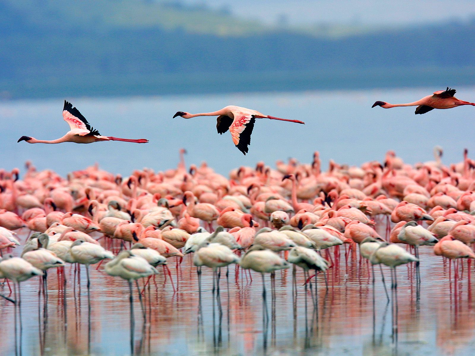  Best 5 days Kenya bird watching tour