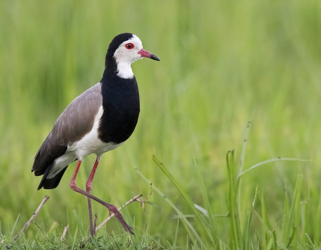  Uganda birding Long-toed Lapwing