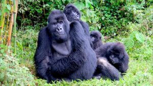 1 Day Gorilla Trekking Uganda safari Rwanda