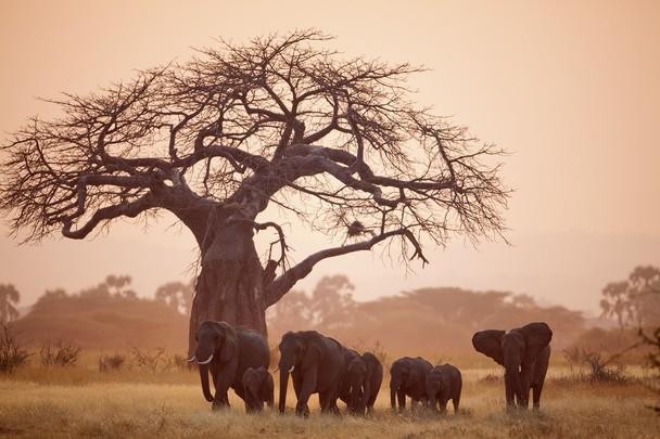 Ruaha National Park