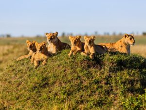 Serengeti National Park East Africa Safari 