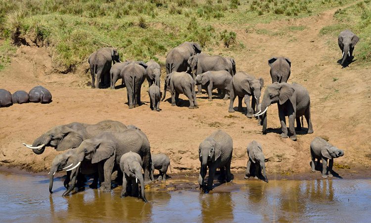 Tarangire national park