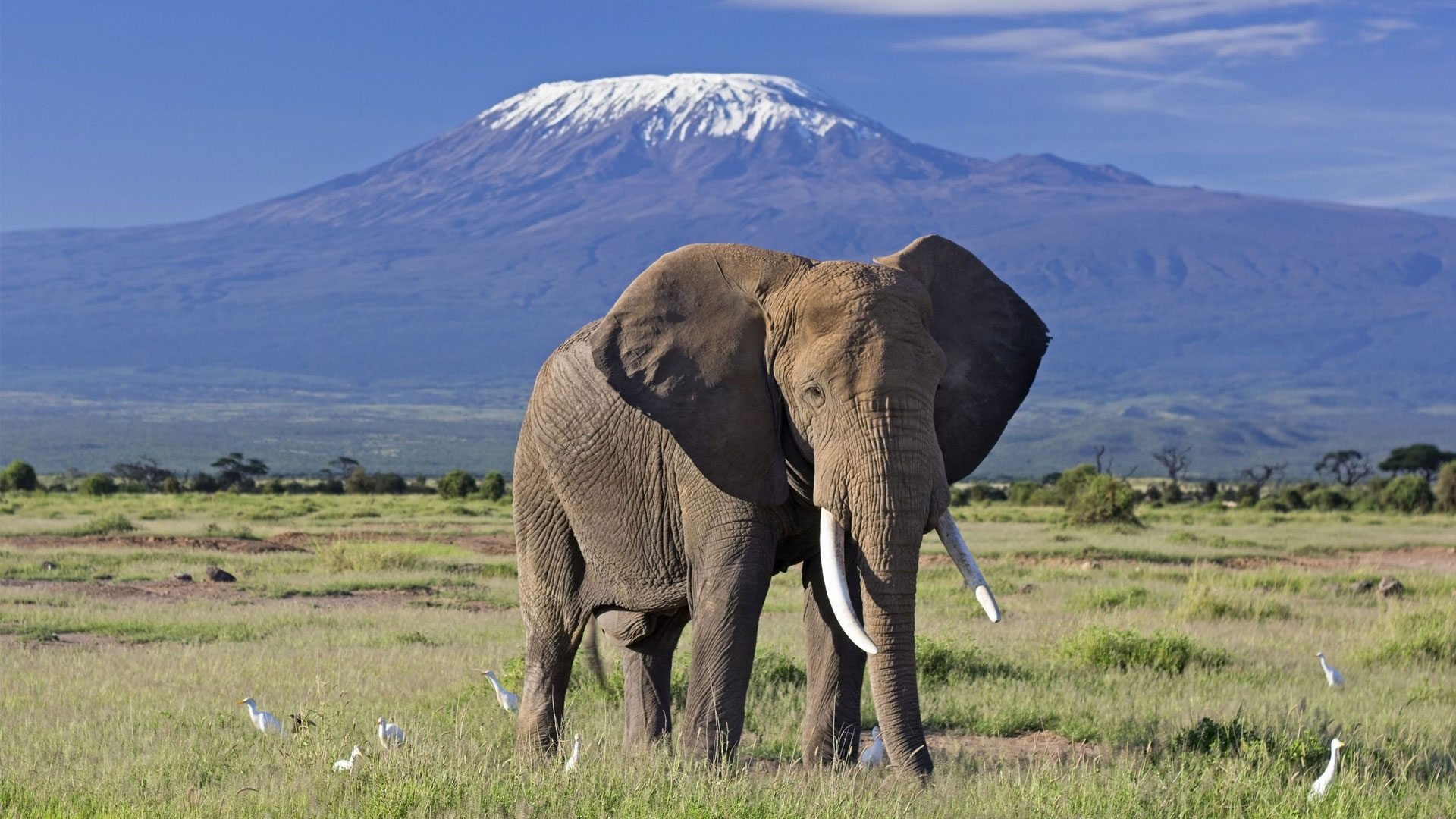 Amboseli national park