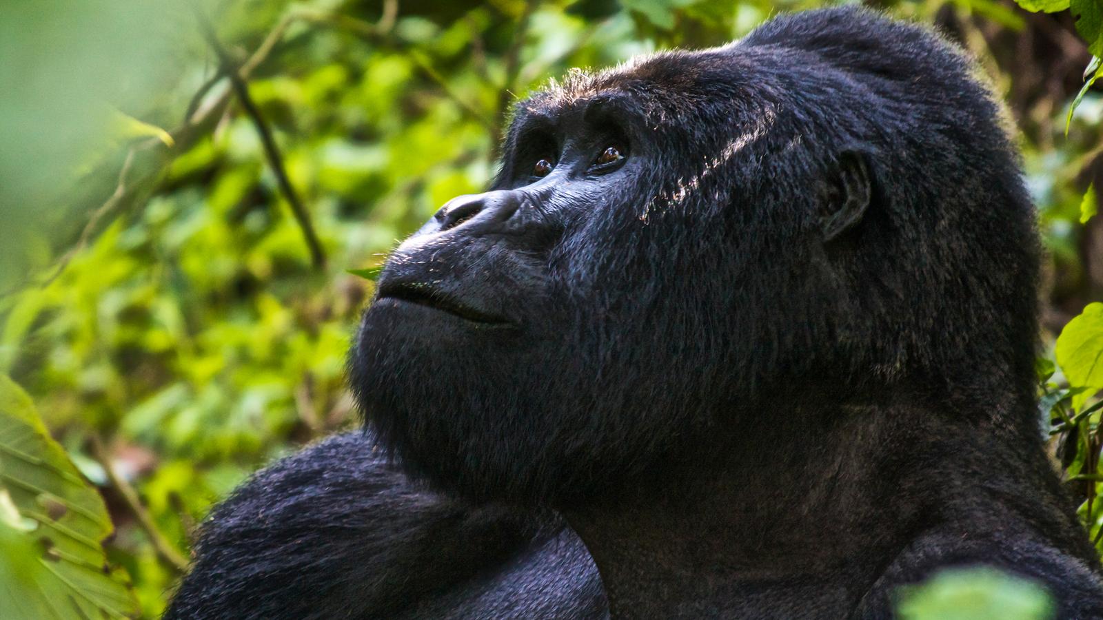  6 days Rwanda safari tours mountain gorillas