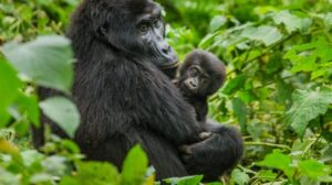mountain gorillas trek Uganda