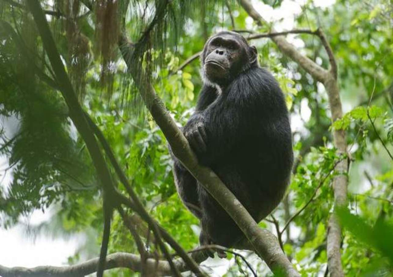 nyungwe forest national park