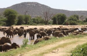 7 Days Kenya Safari