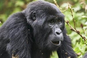 Gorilla tracking 1 day safari kenya