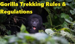 Uganda Gorilla Trekking Rules and Regulations