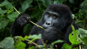 What is the best time for Gorilla trekking in Uganda