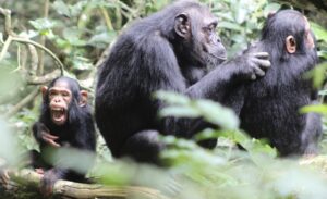 chimpanzee trekking Cultural safari  in Uganda 