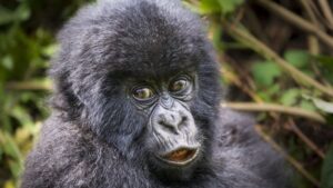 gorilla trekking tour
