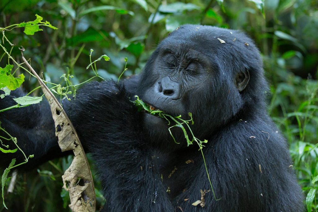 1 Day Gorilla Trekking Uganda safari kosoro