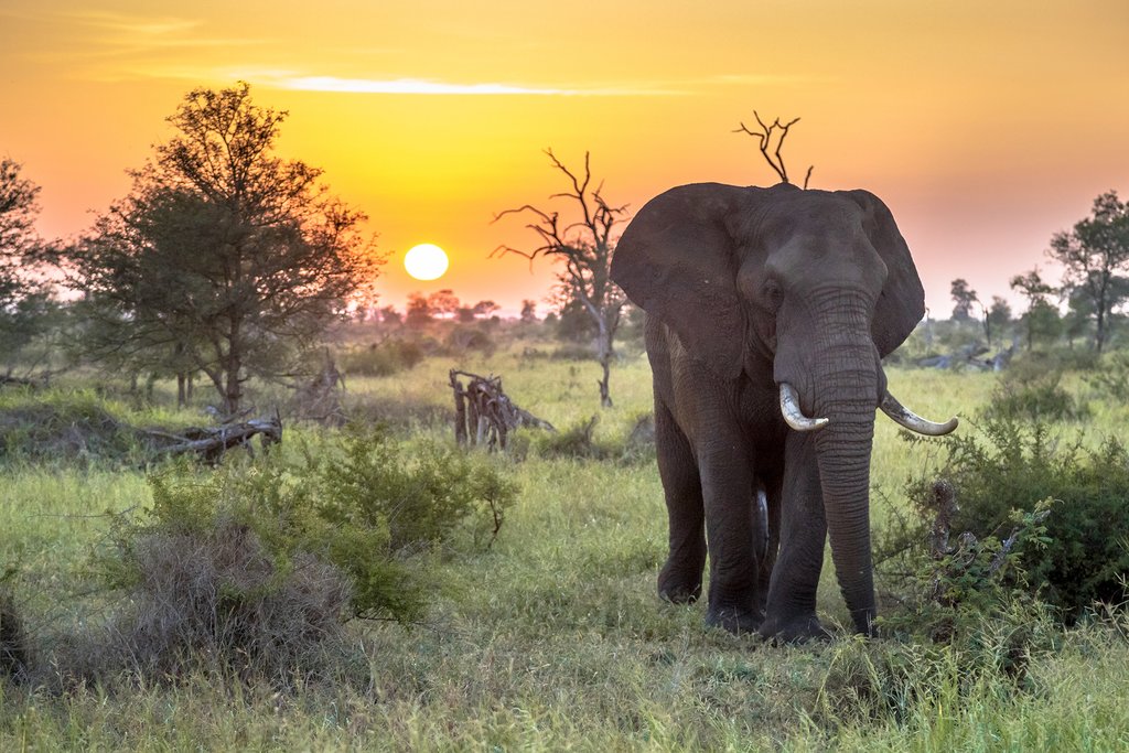 14 Days South Africa Safari to Kruger National Park