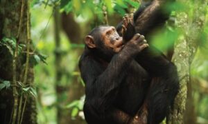 chimpanzees Nyungwe Forest Park