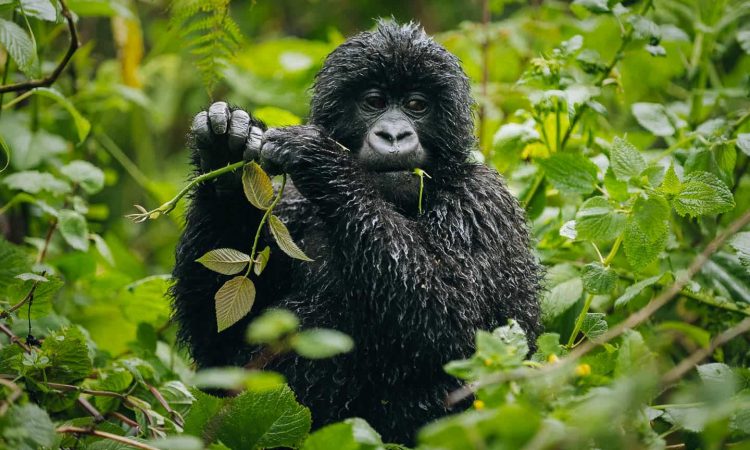 5 Days Congo gorilla trekking and Nyiragongo hiking