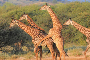 Samburu Game Reserve 