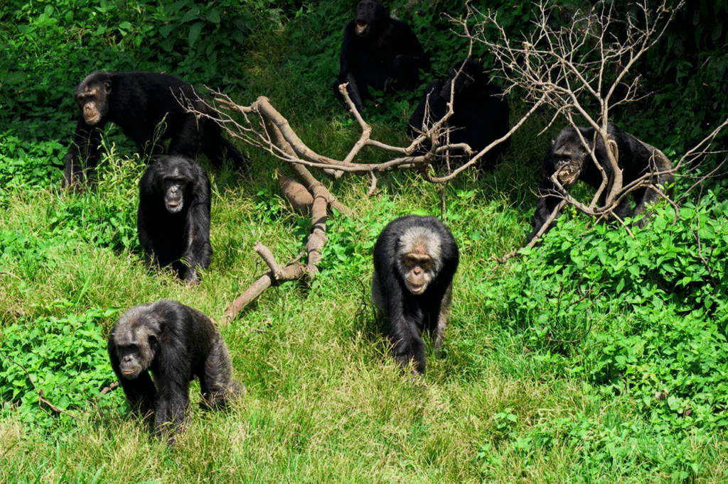 1 Day Ngamba Chimpanzee Tour