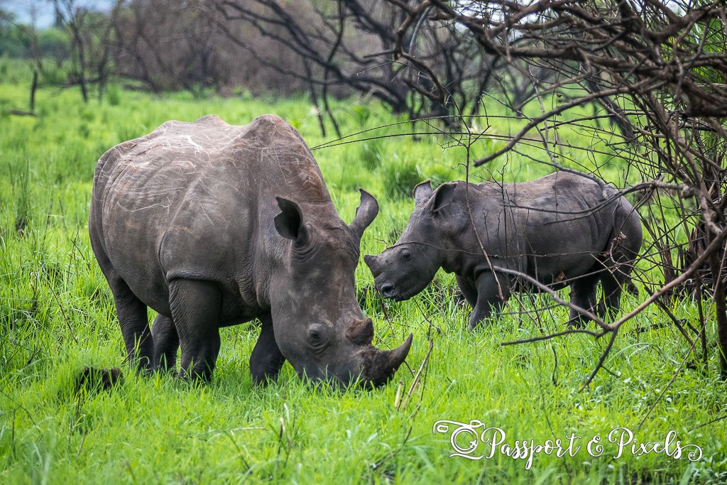 1 Day Rhino Trekking Tour