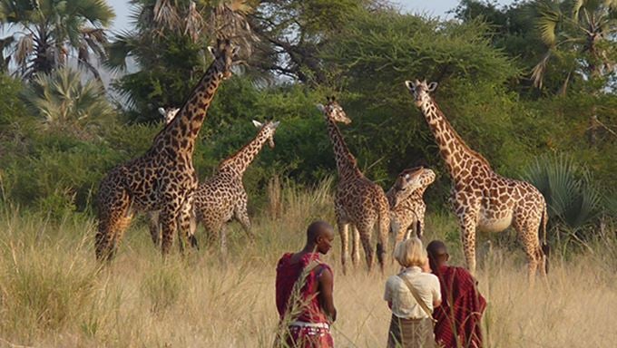 Guided walks safaris