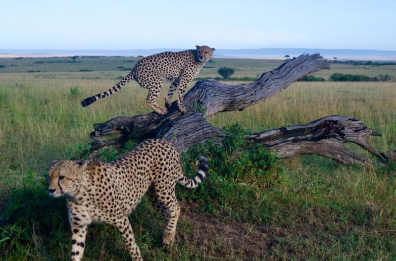 cheeter safaris In Tanzania