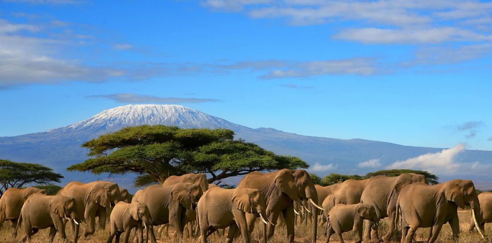 Kenya safaris