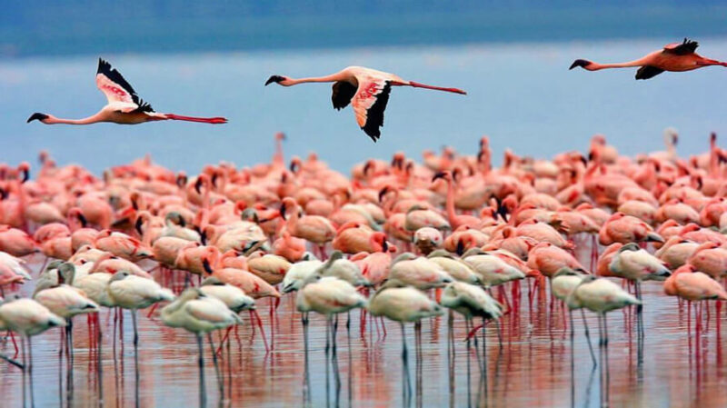 Birds in Kenya