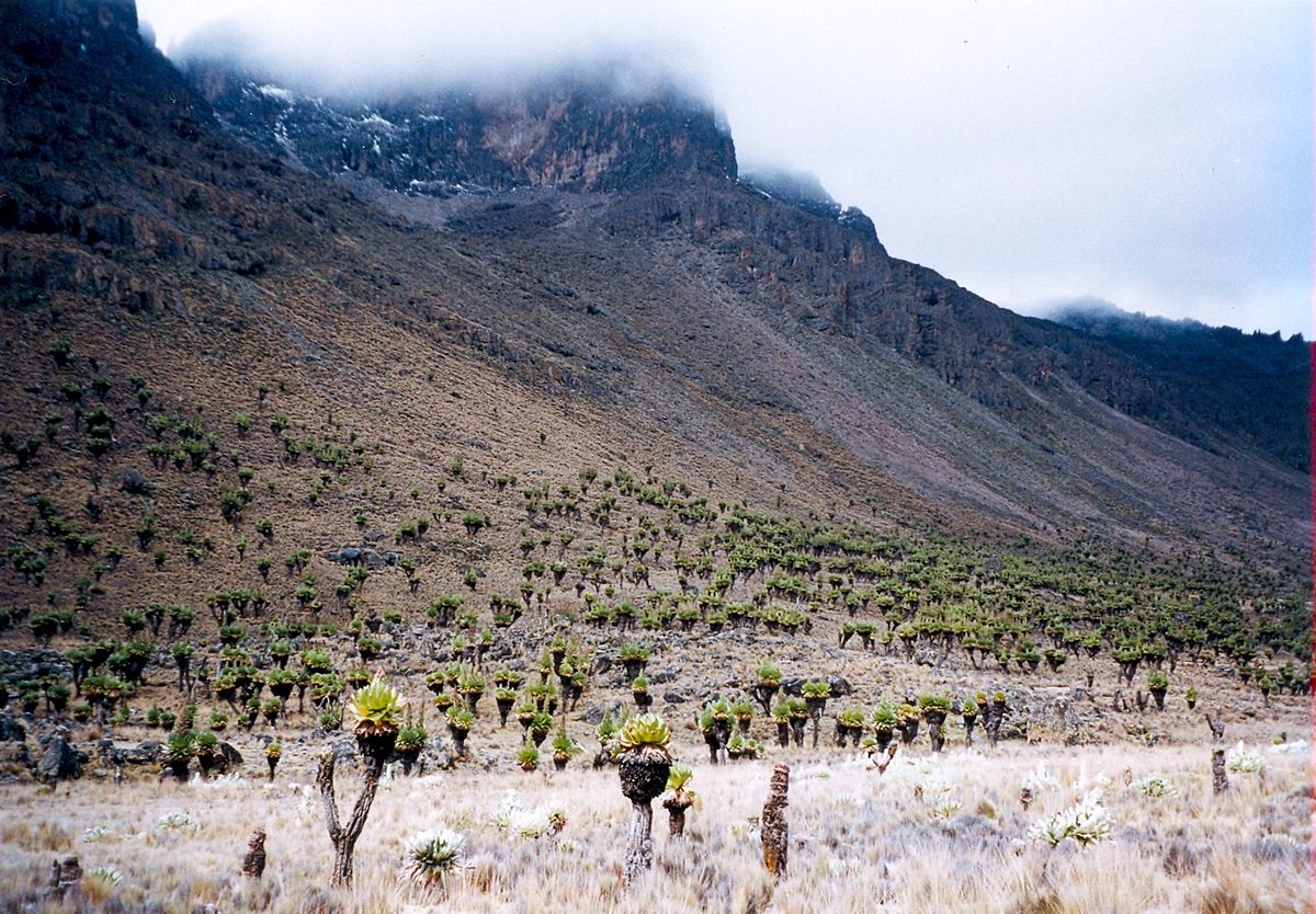 mount Kenya national park