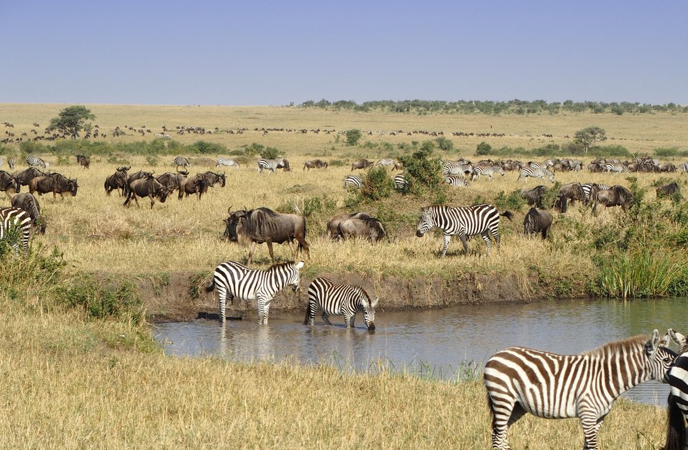 Masai Mara national reserve