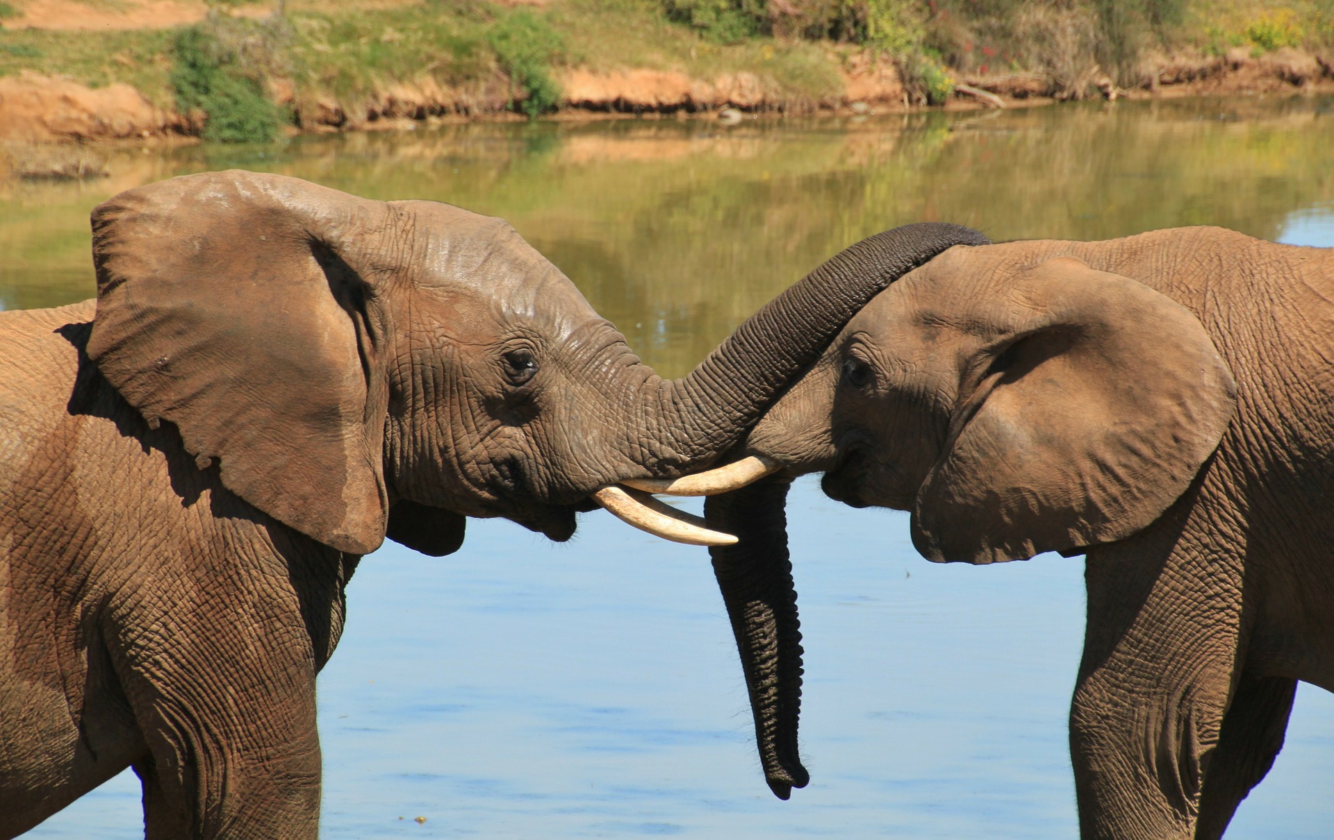 Queen Elizabeth national park safaris 