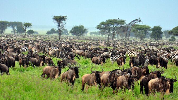 Serengeti national park 