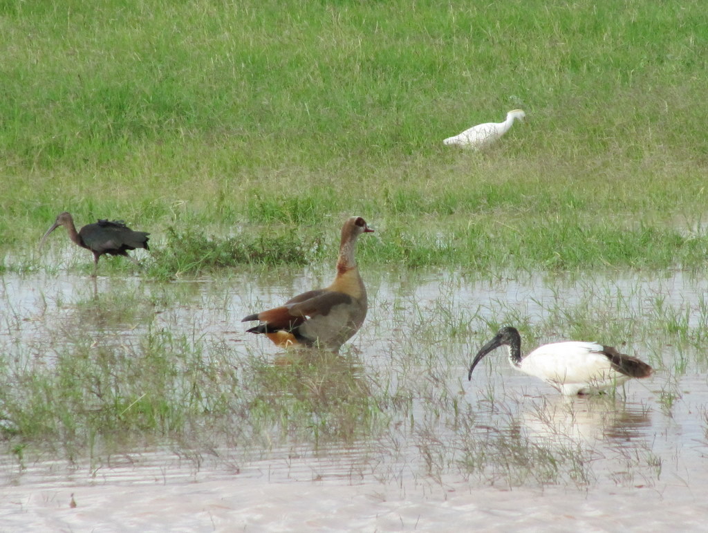 birds in Amboseli national park 